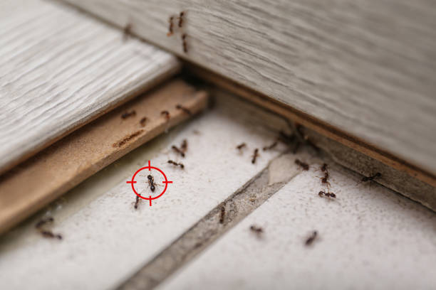 Best Cockroach Control Services  in Bon Air, VA