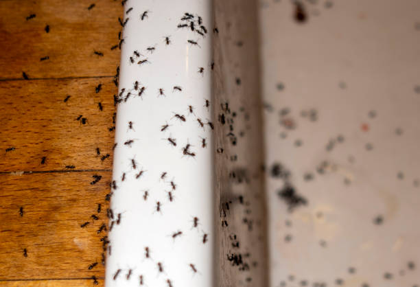Best Pest Removal Services  in Bon Air, VA